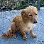 Nala von kettenlos - kettenlos e.V. - Klicken für Vergrößern Nala von kettenlos - kettenlos e.V. - Klicken für Vergrößern