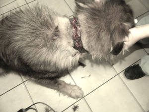 Hundepaten