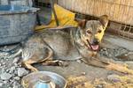 Benni von Kettenlos - kettenlos e.V. - Klicken für Vergrößern Benni von Kettenlos - kettenlos e.V. - Klicken für Vergrößern